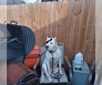 Small Photo #1 American Staffordshire Terrier-Dogo Argentino Mix Puppy For Sale in CANTON, TX, USA