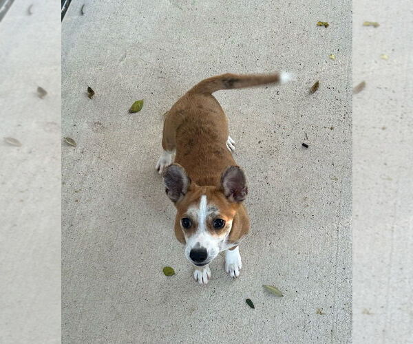 Medium Photo #4 Cardigan Welsh Corgi-Unknown Mix Puppy For Sale in Oak Bluffs, MA, USA