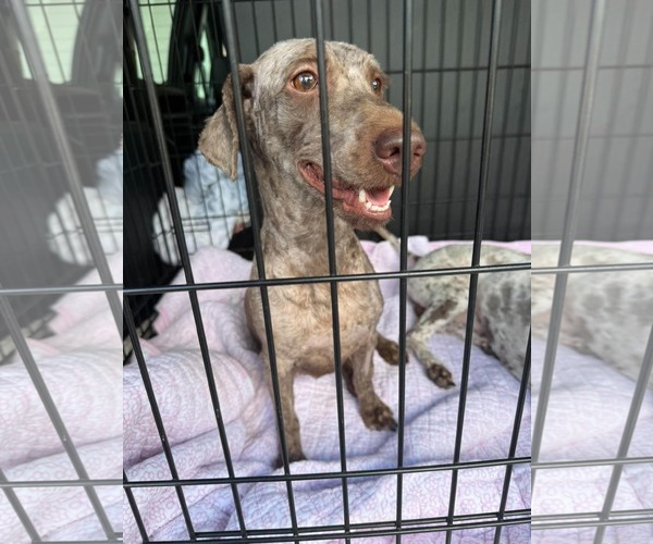 Medium Photo #1 Miniature Labradoodle Puppy For Sale in Valrico, FL, USA
