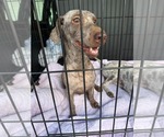 Mocha - Female Miniature Labradoodle Dog for Adoption - Small photo
