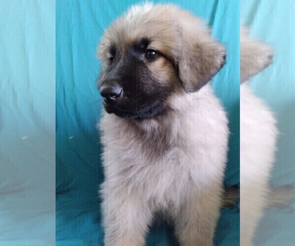 Medium Photo #2 King Shepherd Puppy For Sale in GRAND CANYON CAVERNS, AZ, USA