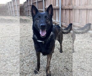Dutch Shepherd -Unknown Mix Dogs for adoption in Rockwall, TX, USA