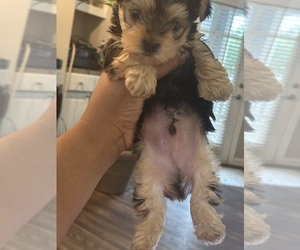 Yorkshire Terrier Puppy for sale in KENNESAW, GA, USA