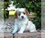 Small Photo #4 Cavapoo Puppy For Sale in GAP, PA, USA