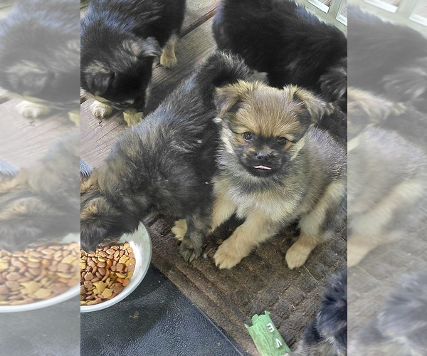 Medium Photo #5 Yoranian Puppy For Sale in MORROW, OH, USA