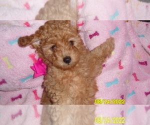 Medium Poodle (Toy)