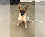Small #10 Mutt