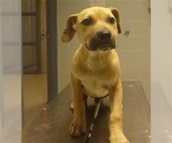 Medium Photo #1 Anatolian Shepherd-Unknown Mix Puppy For Sale in Augusta, GA, USA