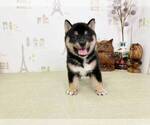 Small Photo #2 Shiba Inu Puppy For Sale in BELLEVUE, WA, USA