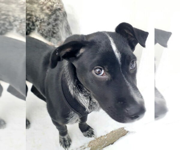 Medium Photo #4 Mutt Puppy For Sale in Garden City, NY, USA