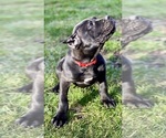 Small Photo #4 Cane Corso Puppy For Sale in ALLENTOWN, PA, USA