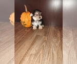 Small Photo #4 Maltese Puppy For Sale in LAPEER, MI, USA