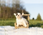 Small Photo #8 French Bulldog Puppy For Sale in WARSAW, IN, USA