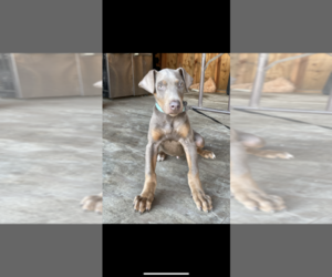 Doberman Pinscher Puppy for sale in DUBLIN, CA, USA