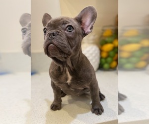 French Bulldog Puppy for sale in SAN DIEGO, CA, USA