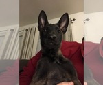 Small Photo #40 Belgian Malinois Puppy For Sale in HARKER HEIGHTS, TX, USA