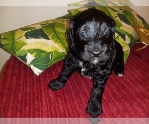 Goldendoodle (Miniature) Puppy for sale in SUNNYVALE, CA, USA