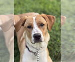 Small #2 Beagle-Vizsla Mix