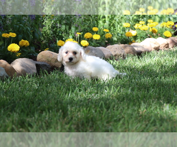 Medium Photo #17 Bichon Frise Puppy For Sale in HUMBOLDT, IL, USA