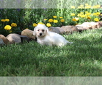Small Photo #17 Bichon Frise Puppy For Sale in HUMBOLDT, IL, USA
