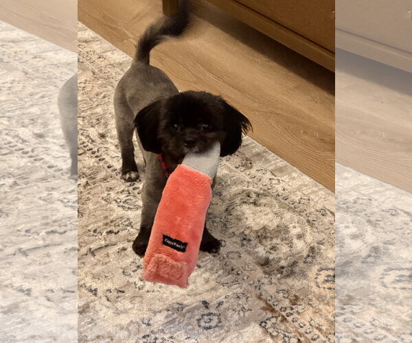 Medium Photo #4 Shih Tzu-Unknown Mix Puppy For Sale in Valrico, FL, USA