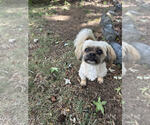 Small Photo #4 Shiranian Puppy For Sale in Raleigh, NC, USA