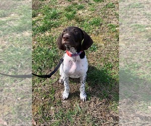 German Shorthaired Pointer Puppy for sale in SEYMOUR, TN, USA