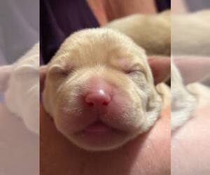 Medium Labrador Retriever