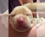 Puppy Blondie Labrador Retriever