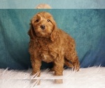 Puppy Mio F1B Goldendoodle (Miniature)