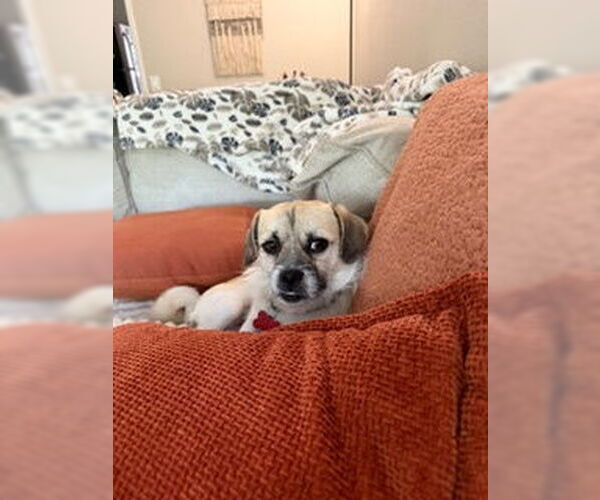 Medium Photo #4 Pug-Unknown Mix Puppy For Sale in San Diego, CA, USA