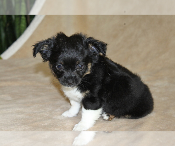 Medium Photo #5 Chihuahua Puppy For Sale in HUDSONVILLE, MI, USA
