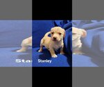 Small Photo #3 Labrador Retriever-Unknown Mix Puppy For Sale in Brooksville, FL, USA