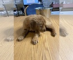 Small Photo #9 Golden Retriever Puppy For Sale in BRANDON, FL, USA