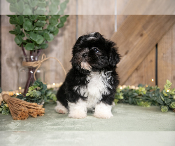Medium Photo #2 Shih Tzu Puppy For Sale in GREENWICH, OH, USA