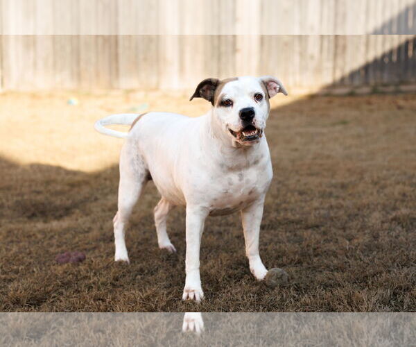 Medium Photo #28 Bullboxer Pit Puppy For Sale in McKinney, TX, USA