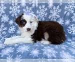 Small #2 Miniature Australian Shepherd