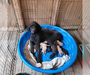Goldendoodle Puppy for sale in RAVENCLIFF, WV, USA