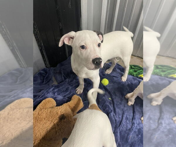 Medium Photo #3 Mutt Puppy For Sale in Foristell, MO, USA