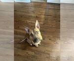 Small Carolina Dog-Pharaoh Hound Mix