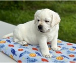 Small Photo #10 Labrador Retriever Puppy For Sale in MOUNT AIRY, MD, USA