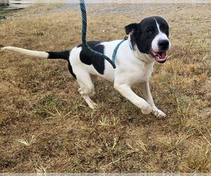 Mutt Dogs for adoption in Jackson, MS, USA