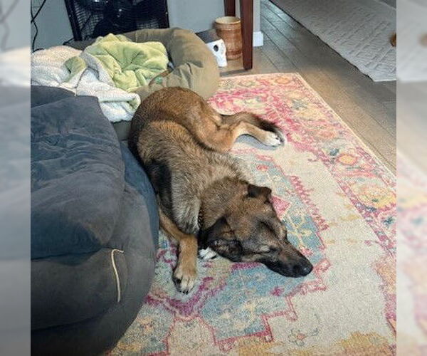 Medium Photo #2 German Shepherd Dog-Unknown Mix Puppy For Sale in Houston, TX, USA