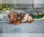 Puppy Trixie Dachshund