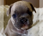 Small Photo #4 French Bulldog Puppy For Sale in WEXFORD, PA, USA