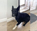 Small Australian Kelpie-Labrador Retriever Mix
