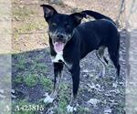MURRAY - Male Labrador Retriever-Unknown Mix Dog for Adoption - Small photo