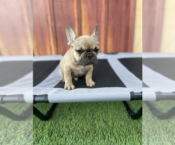 Medium Photo #8 French Bulldog Puppy For Sale in OCEANSIDE, CA, USA
