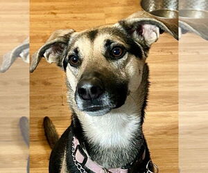 Greyhound-Unknown Mix Dogs for adoption in Alexandria, KY, USA