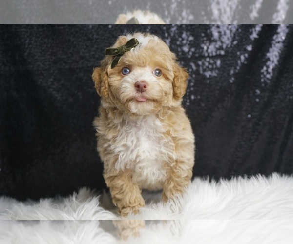 Medium Photo #3 Poodle (Toy) Puppy For Sale in WARSAW, IN, USA